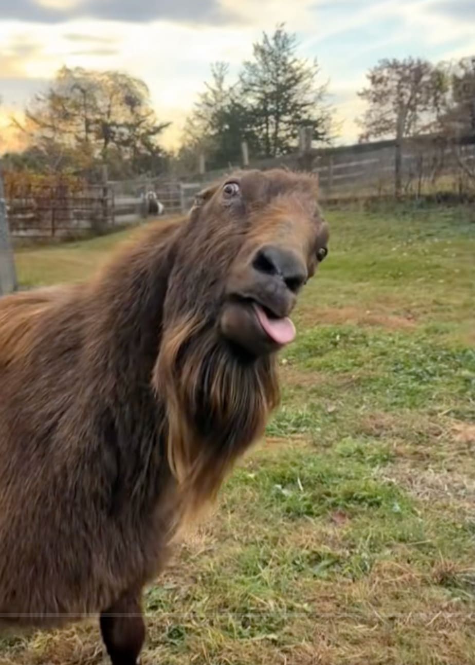 Goat trying to understand $BGOAT