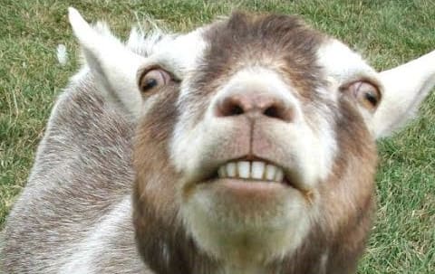 Based Goat - Don't mess with us!